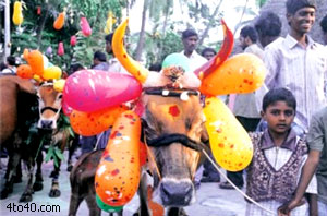 Indian Cow On Pongal Day