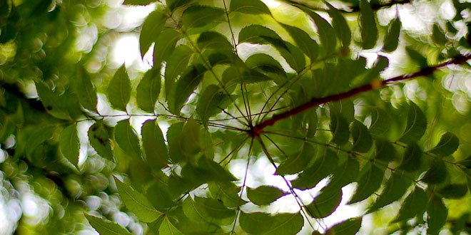 दुपहरिया: केदार नाथ सिंह