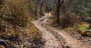 कच्ची सड़क - सर्वेश्वर दयाल सक्सेना