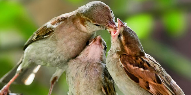 कौन सिखाता है चिड़ियों को - सोहनलाल द्विवेदी