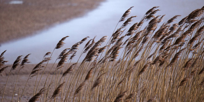 धुंधली नदी में: धर्मवीर भारती