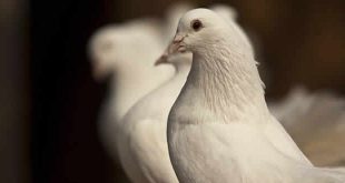श्वेत कबूतर: वीरबाला भावसार