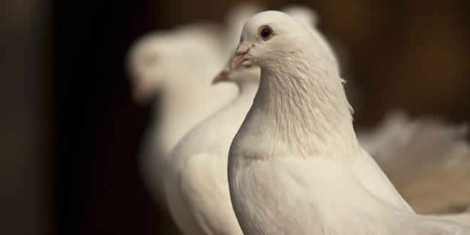 श्वेत कबूतर: वीरबाला भावसार