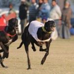 A dog race in progress at 79th Kila Raipur Sports Festival at Kila raipur village, Ludhiana