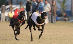 A dog race in progress at 79th Kila Raipur Sports Festival at Kila raipur village, Ludhiana