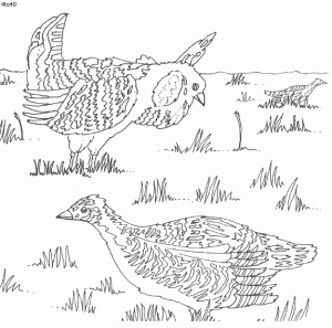 Attwater Prairie Chicken coloring page