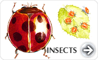 Insects Encyclopedia