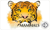 Mammals Encyclopedia