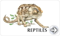 Reptiles Encyclopedia