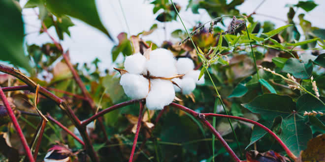 Cotton Plant Encyclopedia