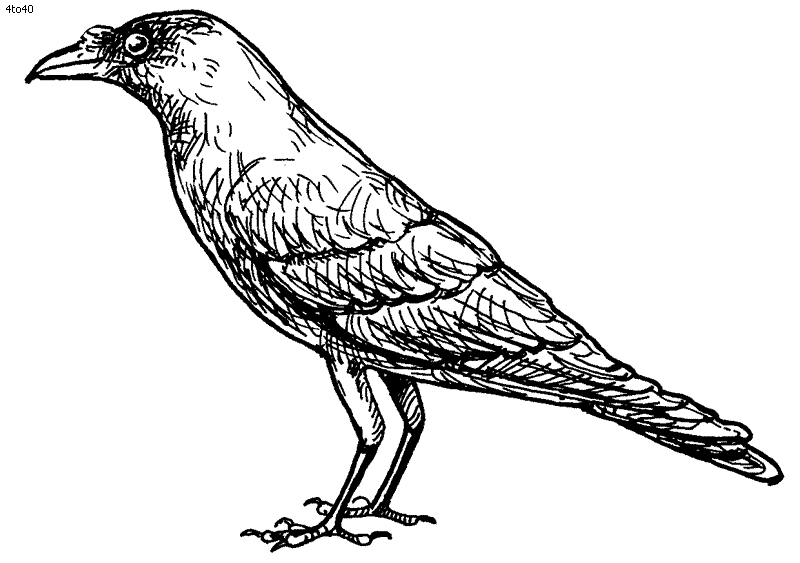 Crow Coloring Page
