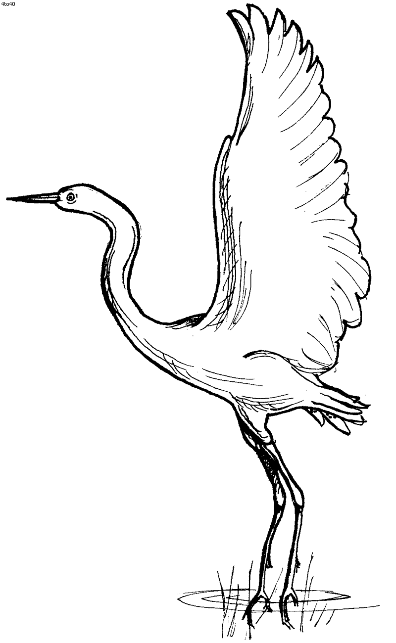 Egret coloring page