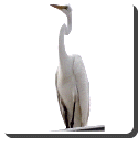 Egret