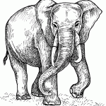 Elephant coloring page