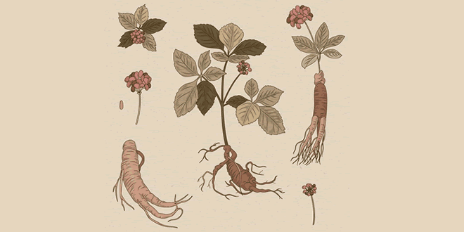 Ginseng: Medical Root of Plant