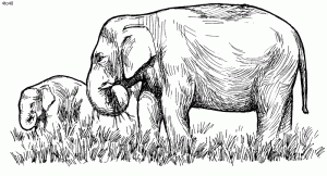 Grazing elephant coloring page