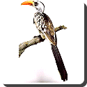 Hornbills