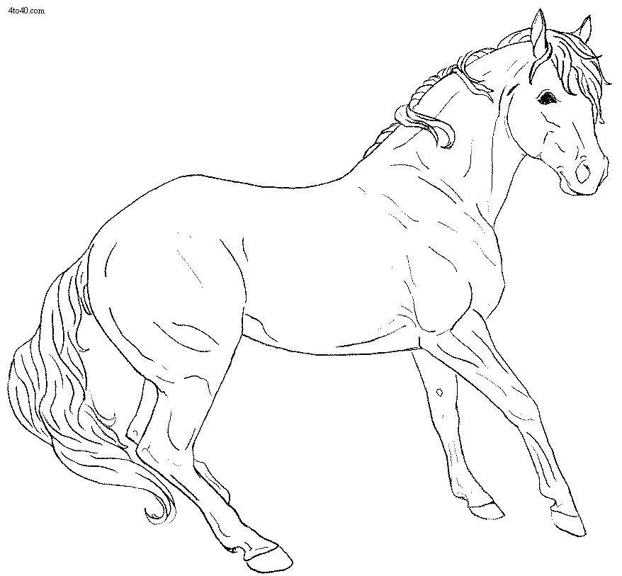 Horse Line Art.
