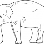 Indian Elephant