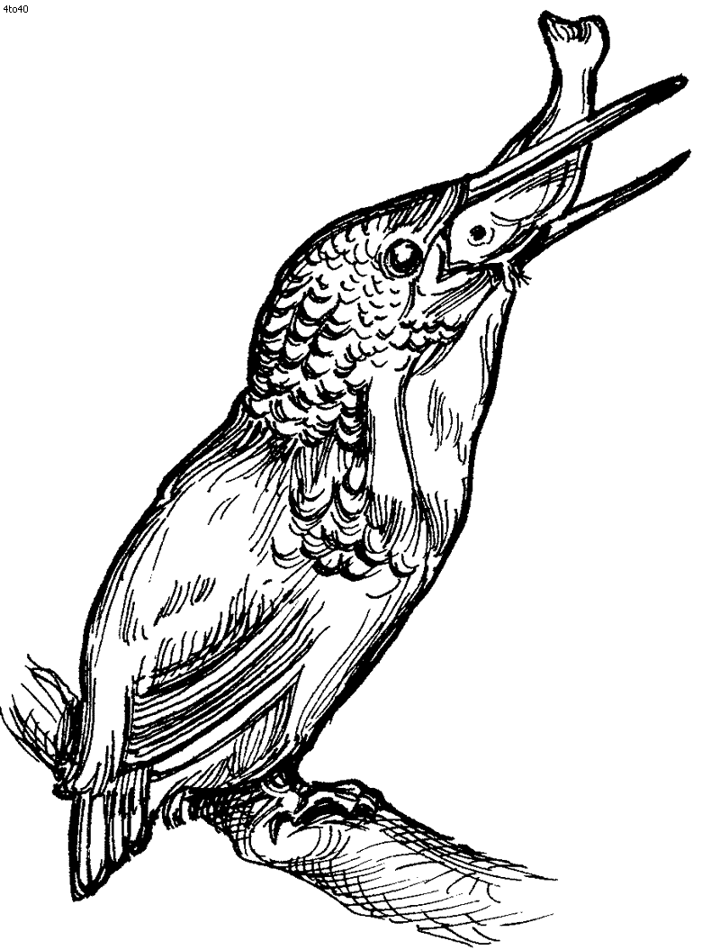 Kingfisher Coloring Page