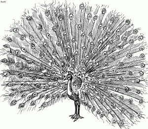 Peacock Coloring Page