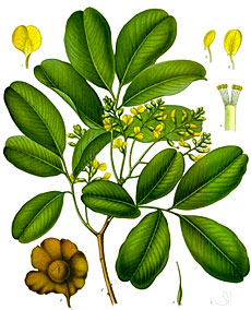 Pterocarpus