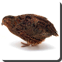 Quail