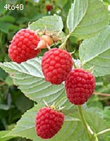 Raspberry