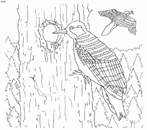 Red Cockaded Woodpecker Coloring page
