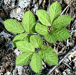 Sarsaparilla Plant