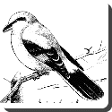 Shrike