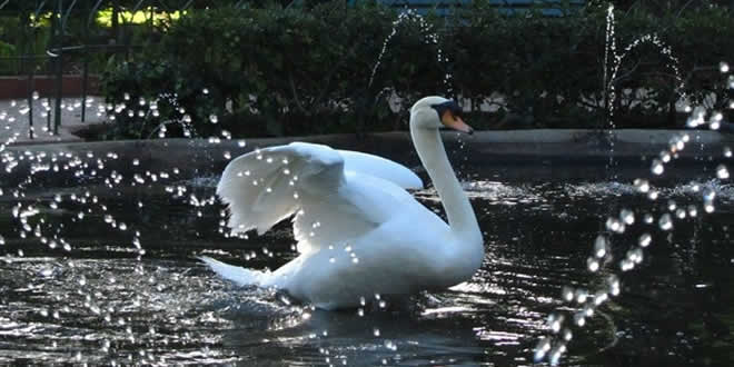Swan: Bird Encyclopedia for Kids