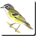 Vireo