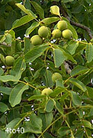 Walnuts Tree