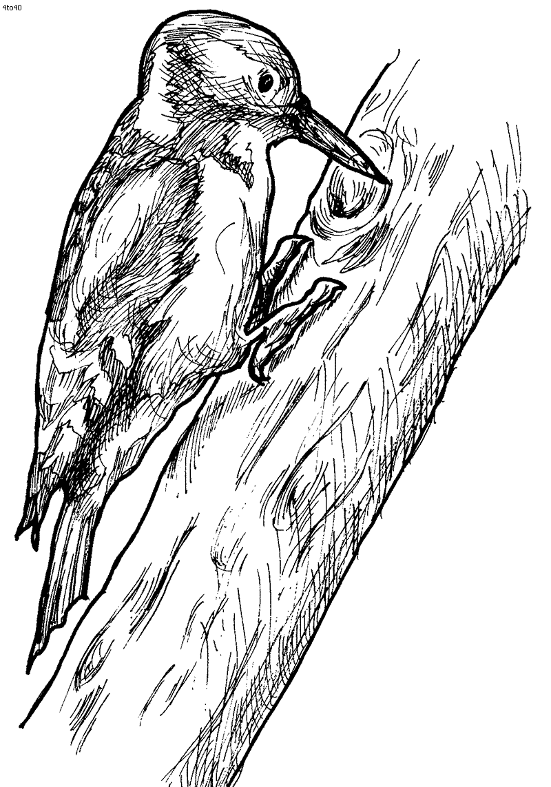 Woodpecker Coloring Page
