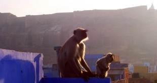 अहिंसा - भारत भूषण अग्रवाल