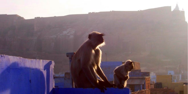 अहिंसा - भारत भूषण अग्रवाल