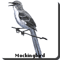 Arkansas Bird