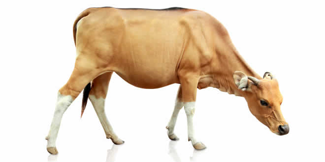 Banteng: Cattle - Mammal Encyclopedia