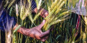 Barley: Cereal Grain Encyclopedia