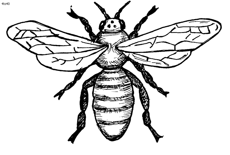Bee coloring page - Kids Portal For Parents