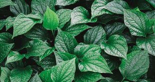 Betel: Piper betle Medicinal Plant Encyclopedia