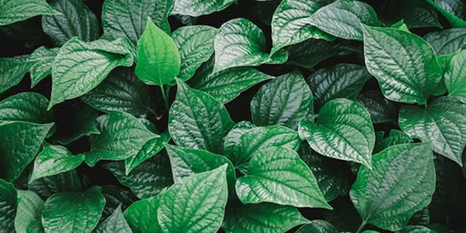 Betel: Piper betle Medicinal Plant Encyclopedia