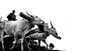 भैंसागाड़ी - भगवती चरण वर्मा