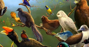 Birds Encyclopedia