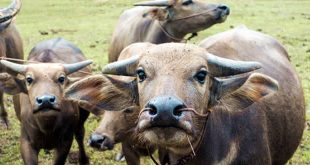 Buffalo: Cattle - Mammal Encyclopedia