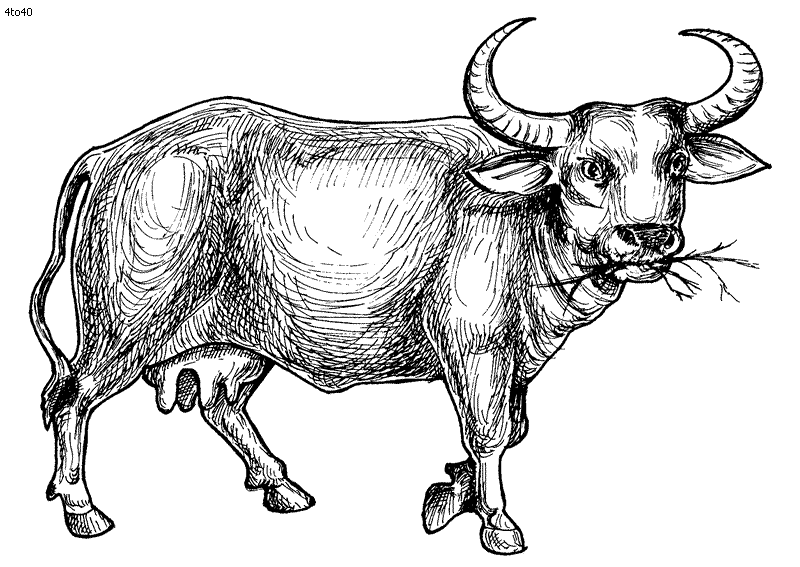 Download Buffalo Coloring Page - Kids Portal For Parents