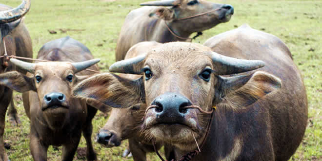 Buffalo: Cattle - Mammal Encyclopedia