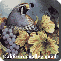 California Bird