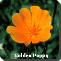 California Flower